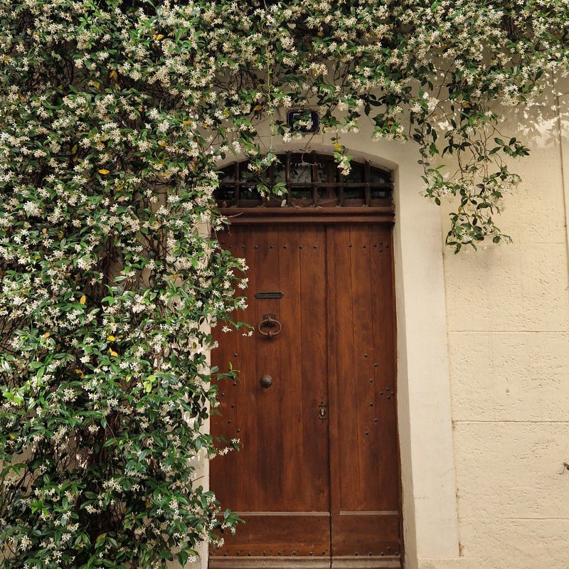 No.3   Jasmine+Gardenia